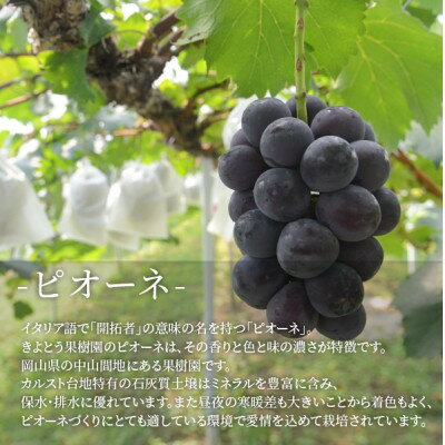 【ふるさと納税】【きよとうファーム】大粒ピオーネ!口いっぱいに甘さが広がる 上級 2房/計1.3kg～ (岡山県産)_ ピオーネ ふるさと納税 ぶどう 葡萄 ブドウ 大粒 果物 フルーツ くだもの デザート 岡山県 津山市 産直 産地直送 送料無料 【配送不可地域：離島】【1604053】