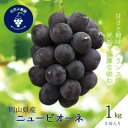 【ふるさと納税】岡山 花笑み農園の『ニューピオーネ』1kg(2房) P-1【9月上旬~順次発送】【配送不可地域:離島・北海道・沖縄県】【1628315】