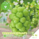 【ふるさと納税】岡山 花笑み農園のブドウ『瀬戸ジャイアンツ』1kg(2房) G-1【9月下旬~順次発送】【配送不可地域:離島・北海道・沖縄県】【1628319】