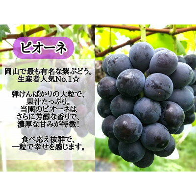 【ふるさと納税】【2025年先行予約】訳あり フルーツ王国岡山の人気ぶどう　ピオーネ(500g～)_ 訳あり ぶどう 葡萄 ブドウ 朝採り 果物 フルーツ 岡山県 津山市 送料無料 【配送不可地域：離島】【G1633341】