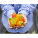 【ふるさと納税】季節のおまかせ野菜セット【配送不可地域:離島】【1643879】