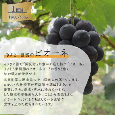 【ふるさと納税】【発送月固定定期便】2026年先行予約　1房お試しピオーネ・シャインマスカット・紫苑(岡山産)全3回_ シャインマスカット ピオーネ 紫苑 定期便 ぶどう 葡萄 ブドウ 果物 くだもの フルーツ 岡山県 津山市 産直 送料無料 【配送不可地域：離島】【4061983】