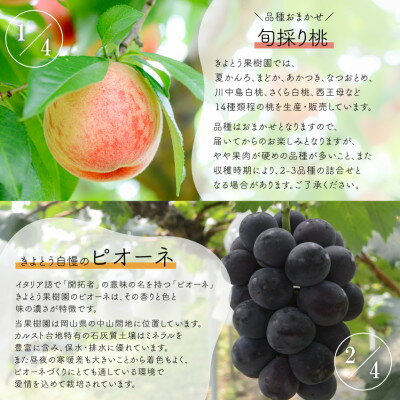 【ふるさと納税】【発送月固定定期便】【2026年先行予約】桃と葡萄と梨が少しずつ届く!【お試し便】(岡山産)全4回【配送不可地域：離島・北海道・沖縄県】【4061986】