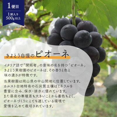 【ふるさと納税】【発送月固定定期便】【2026年先行予約】ピオーネとシャインマスカットの1房ずつのお試し便!全2回_ 定期便 ぶどう シャインマスカット 葡萄 果物 くだもの フルーツ 人気 おすすめ 送料無料 岡山県 津山市 【配送不可地域：離島】【4065360】