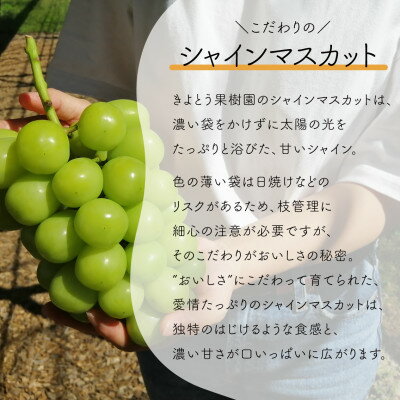 三喜屋珈琲 北海道羊蹄山名水珈琲ゼリー詰合せ HMJ-CZ　出荷時期（6月中旬～8月下旬のみ ※受付は ～8月下旬ごろ迄）　北海道羊蹄山の天然湧水で抽出した珈琲ゼリーです。寒天を溶かすのもコーヒーの原液100％を使用。弾力のあるコーヒーゼリーがお楽しみいただけます。