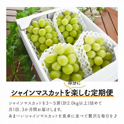 【ふるさと納税】【発送月固定定期便】【きよとうファーム】シャインマスカットを楽しむ満足便!/全便計6.0kg～全3回_ シャインマスカット ふるさと納税 ぶどう 葡萄 ブドウ マスカット 果物 フルーツ くだもの 定期便 岡山県 津山市 産直 【配送不可地域：離島】【4065364】
