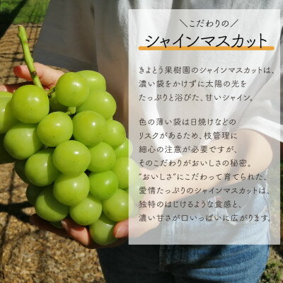 【ふるさと納税】【発送月固定定期便】【きよとうファーム】シャインマスカットを楽しむ満足便!/全便計6.0kg～全3回_ シャインマスカット ふるさと納税 ぶどう 葡萄 ブドウ マスカット 果物 フルーツ くだもの 定期便 岡山県 津山市 産直 【配送不可地域：離島】【4065364】