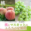 【ふるさと納税】【発送月固定定期便】【きよとうファーム】桃とシャインマスカットが産地直送で届く!ご家庭用定期便全2回【配送不可地域:離島】【4065365】