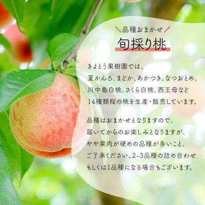 【ふるさと納税】【発送月固定定期便】【きよとうファーム】桃とシャインマスカットが産地直送で届く!ご家庭用定期便全2回【配送不可地域：離島・北海道・沖縄県】【4065365】