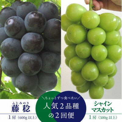 【ふるさと納税】【発送月固定定期便】【きよとうファーム】藤稔とシャインマスカットの1房お試し2回便(岡山県産)全2回【配送不可地域:離島】【4065820】
