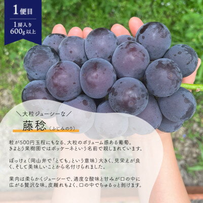 【ふるさと納税】【発送月固定定期便】【2026年先行予約】藤稔とシャインマスカットの1房お試し2回便(岡山産)全2回【配送不可地域：離島】【4065820】