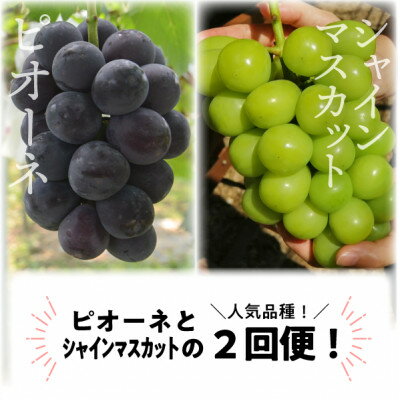 【ふるさと納税】【発送月固定定期便】【2026年先行予約】ピオーネとシャインマスカットの大2房が届く(岡山産)全2回【配送不可地域：離島】【4067477】