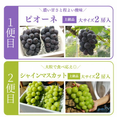 【ふるさと納税】【発送月固定定期便】【2026年先行予約】ピオーネとシャインマスカット大2房の定期便(岡山産)全2回【配送不可地域：離島】【4067688】