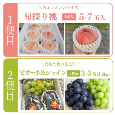 【ふるさと納税】【発送月固定定期便】【2026年先行予約】桃とピオーネ&シャインマスカット贅沢2回便(岡山産)全2回【配送不可地域：離島・北海道・沖縄県】【4067689】