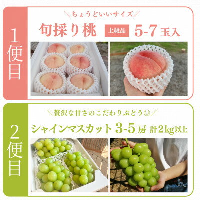 【ふるさと納税】【発送月固定定期便】【2026年先行予約】人気果物2種類が届く 桃とシャインの満足便(岡山産)全2回【配送不可地域：離島】【4071128】