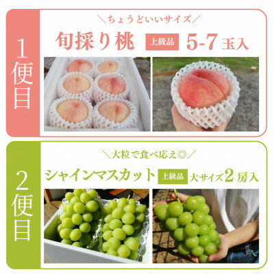 【ふるさと納税】【発送月固定定期便】【2026年先行予約】桃とシャインマスカット どっちも食べたい便(岡山産)全2回【配送不可地域：離島】【4071129】