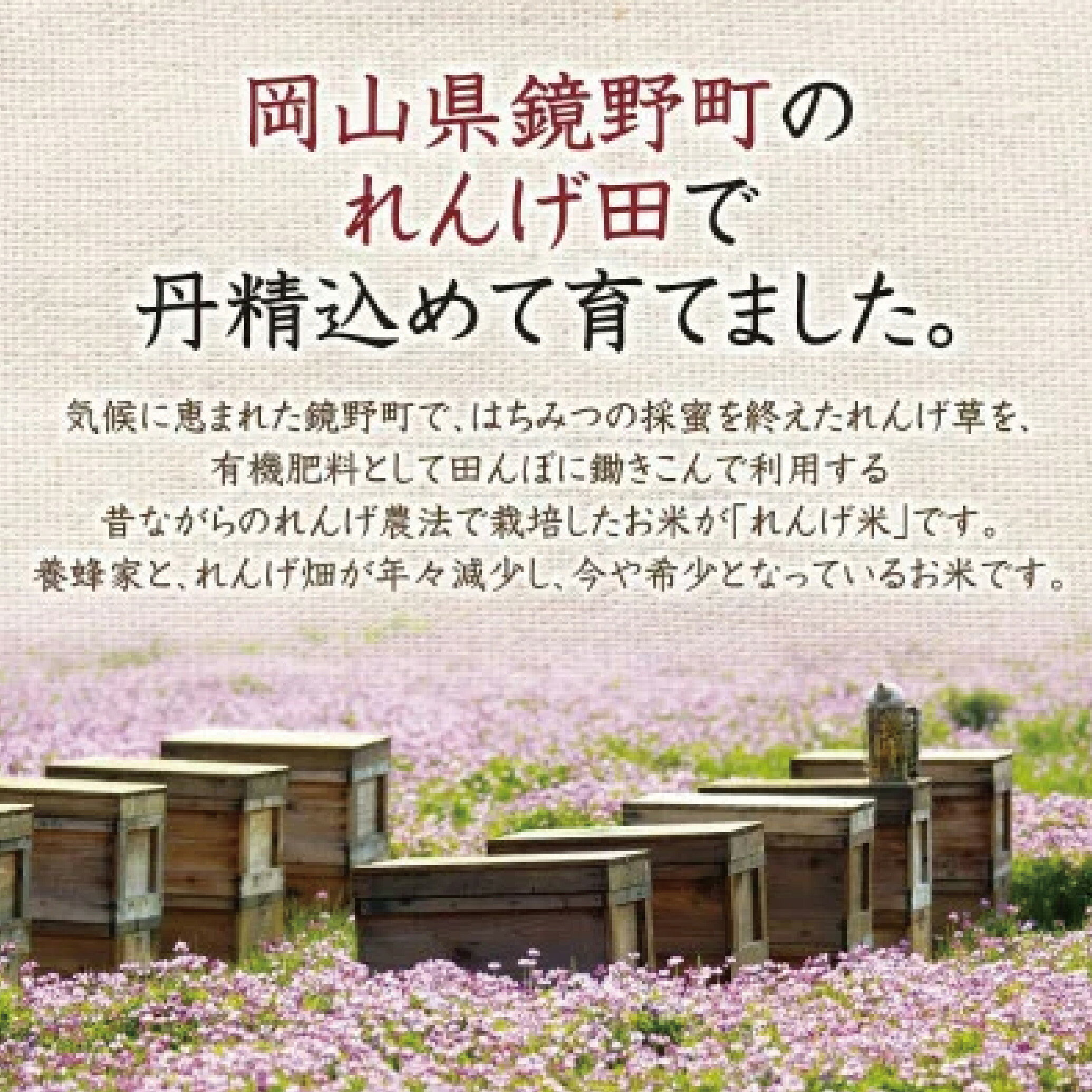 【ふるさと納税】岡山県産　れんげ米(5kg入)(26552)_ 米 ふるさと納税 5kg こめ コメ お米 れんげ米 岡山県産 国産 れんげ農法 健康志向 特別栽培米 岡山県 津山市 うるち米 白米 精米 甘い ごはん ご飯 お弁当【配送不可地域：離島・北海道・沖縄県】【1030490】 f332038-tsuyama-10000118 岡山県津山市 サンプル画像2