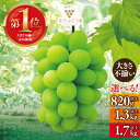 【ふるさと納税】【訳あり】粒の大きさが不揃い 星乃シャインマスカット 1.3kg以上/1.7kg以上/820g以上【配送不可地域:離島】【G1554831】