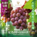 【ふるさと納税】【三つ星ブランド】星乃クイーンニーナ 数量限定 3房〜5房(1.7kg以上)_ ぶどう 葡萄 ブドウ 果物 フルーツ くだもの 岡山県 津山市 ...