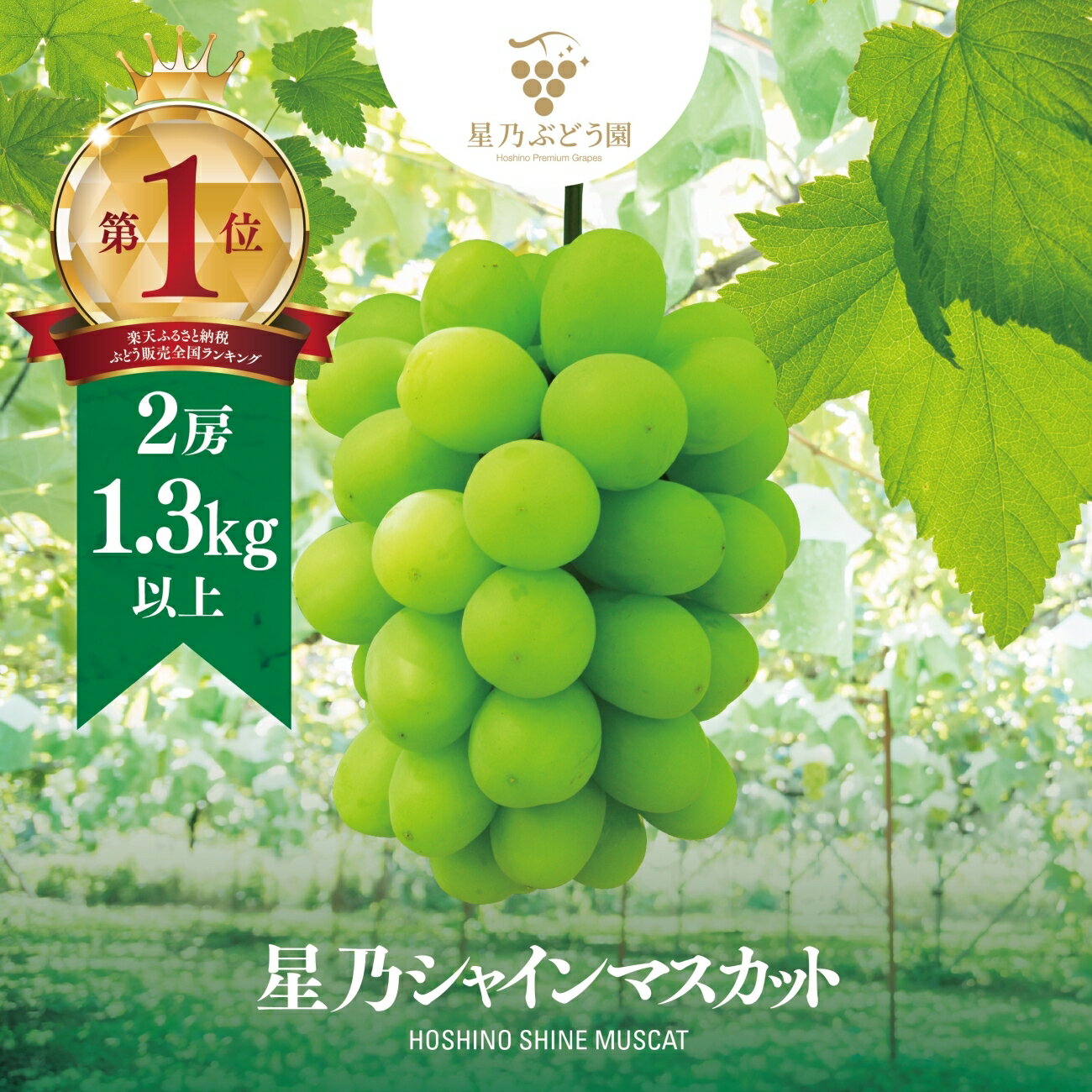 先行予約[三つ星ブランド]星乃シャインマスカット 数量限定 (岡山県産)2房(1.3kg以上)_ シャインマスカット ぶどう 葡萄 ブドウ 果物 くだもの マスカット フルーツ 人気 美味しい [配送不可地域:離島・北海道・沖縄県]