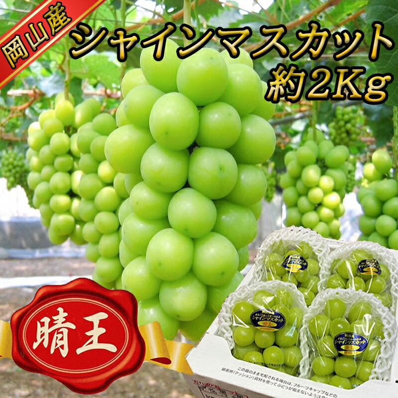 【ふるさと納税】先行予約 ＜2025年9月上旬より順次発送＞ 岡山名産 ＜晴王＞ シャインマスカット 2kg！ TY0-0005のサムネイル