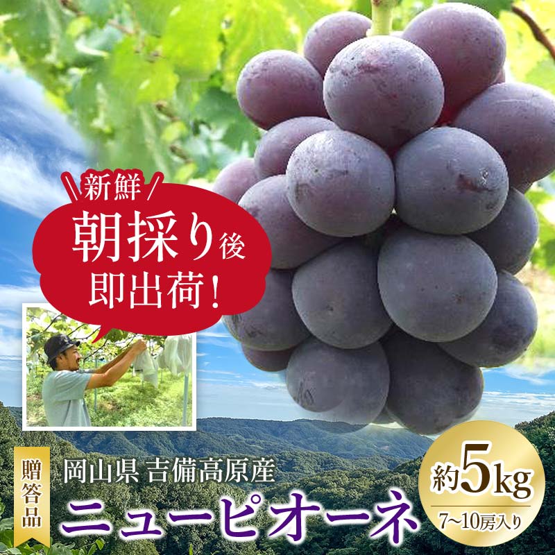 新鮮・朝採り後即出荷! 岡山県 吉備高原産ニューピオーネ 約5kg(7～10房入り)贈答品 TY0-0014