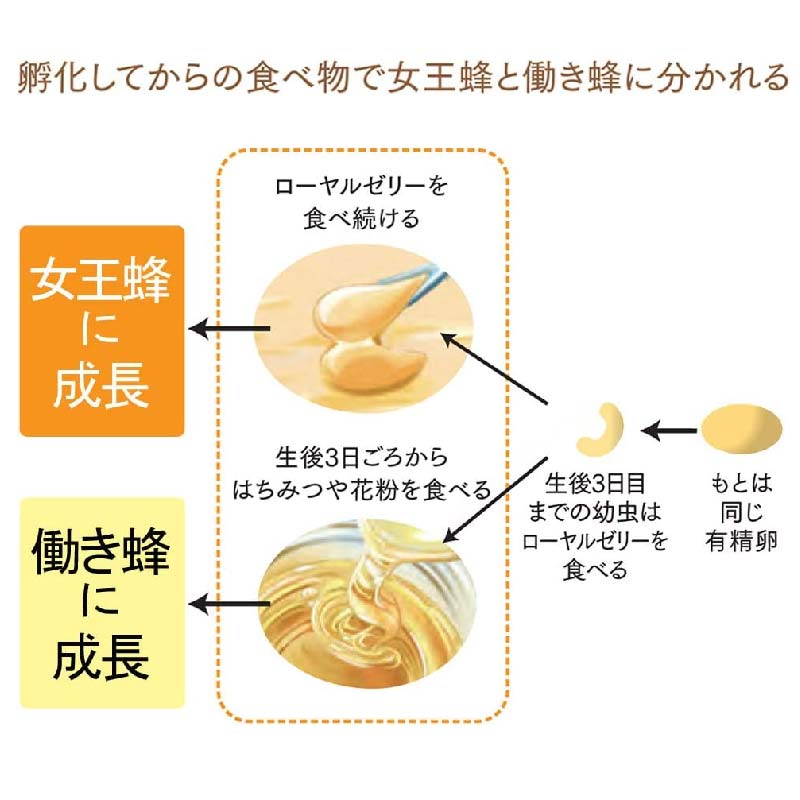 【ふるさと納税】《お届け回数が選べる》山田養蜂場の酵素分解ローヤルゼリー CoQ10(5935) TY0-0084var