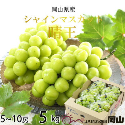 ڤդ뤵Ǽǡۡͽ2024ǯ7ȯϡۥ㥤ޥå  5kg(5˼10˼) TY0-0244
