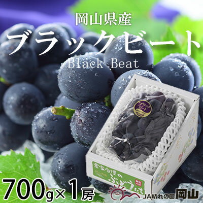 ＜先行予約＞【2024年8月発送開始】ブラックビート 700g×1房 TY0-0284