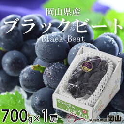 【ふるさと納税】＜先行予約＞【2024年8月発送開始】ブラックビート 700g×1房 TY0-0284