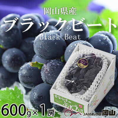 ＜先行予約＞【2024年8月発送開始】ブラックビート 600g×1房 TY0-0285