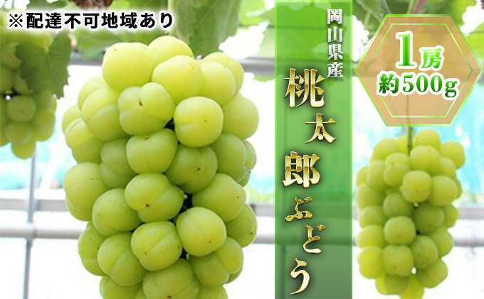 【ふるさと納税】ぶどう 2024年 先行予約 桃太郎 ぶどう 1房 約500g ブドウ 葡萄 岡山県産 国産 フルーツ 果物 ギフト　【 ぶどう フルーツ 果物 果物類 】　お届け：2024年8月下旬～2024年9月下旬