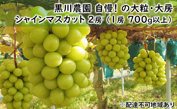 【ふるさと納税】ぶどう 2024年 先行予約 黒川農園 自慢 ! の 大粒 大房 シャイン マスカット 2房 （1房 700g以上） ブドウ 葡萄 岡山県産 国産 フルーツ 果物 ギフト　【 果物類 シャインマスカット 種無し 皮ごと 芳醇 】　お届け：2024年10月上旬～2024年10月下旬