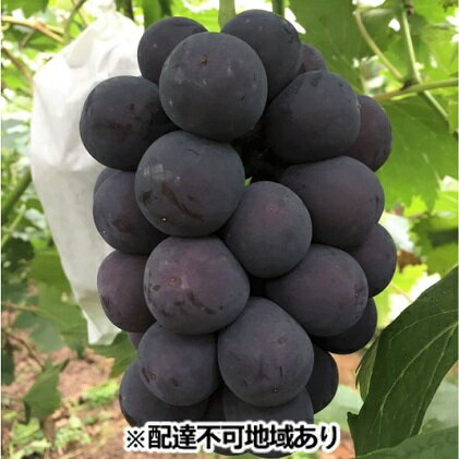 ぶどう 2024年 先行予約 ニュー ピオーネ 約5kg 6～10房 ブドウ 葡萄 岡山県産 国産 フルーツ 果物 ギフト 丘の上のぶどう畑 果物類 お届け：2024年9月上旬～2024年10月上旬