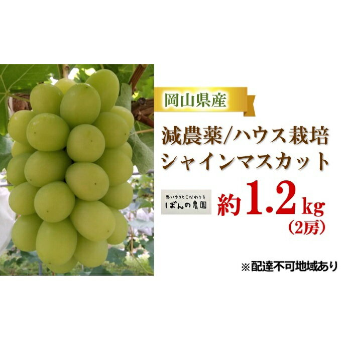 ぶどう 2024年 先行予約 シャイン マスカット 約1.2kg 2房 減農薬/ハウス栽培 ブドウ 葡萄 岡山県産 国産 フルーツ 果物 ギフト ばんの農園 [果物類 ぶどう マスカット フルーツ シャインマスカット ブドウ] お届け:2024年9月上旬〜2024年10月上旬