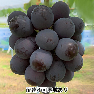 ぶどう 2025年 先行予約 ニュー ピオーネ 2房 合計1.2kg以上 ブドウ 葡萄 岡山県産 国産 フルーツ 果物 ギフト 河本農園 お届け:2025年8月中旬〜2025年9月中旬まで