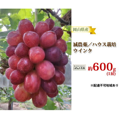 【ふるさと納税】ぶどう 2024年 先行予約 ぶどう ウインク 1房 約600g 減農薬／ハウス栽培 ブドウ 葡萄 岡山県産 国産 フルーツ 果物 ギフト ばんの農園　【果物 ぶどう フルーツ ウインク 減農薬 種なし 減農薬 ハウス栽培】　お届け：2024年9月中旬～2024年10月上旬