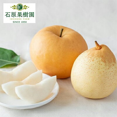 【ふるさと納税】梨 2024年 先行予約 備前横綱梨(あたご梨) 2玉(1玉1~1.4kg)・備前乙女梨(鴨梨) 4~6玉 詰合せ 合計約4.0kg 【11月下旬~12月中旬頃発送】岡山県産 フルーツ ギフト 石原果樹園 果物 お届け:2025年11月15日~2025年12月20日