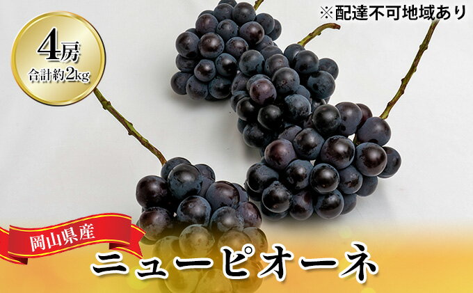 【ふるさと納税】ぶどう 2024年 先行予約 ニュー ピオーネ 4房（合計約2kg） ブドウ 葡萄 岡山県産 国産 フルーツ 果物 ギフト 　【果物 ぶどう フルーツ】　お届け：2024年8月下旬～2024年10月上旬 2