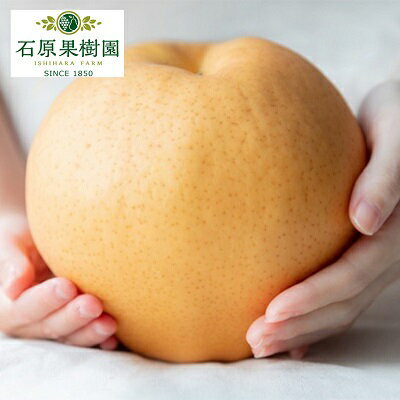 【ふるさと納税】梨 2025年 先行予約 備前横綱梨(あたご梨)3玉(1玉1~1.4kg)贈答箱 【11月下旬~12月中旬頃発送】ナシ なし 岡山県産 国産 フルーツ 果物 ギフト 石原果樹園 お届け:2025年11月15日~2025年12月20日
