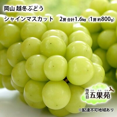 【ふるさと納税】越冬 ぶどうシャイン マスカット 2房 合計1.6kg（1房 約800g）岡山県産 四代目 五果苑　【 果物類 ぶどう マスカット フルーツ 糖度20度 低温貯蔵 甘い 種なし 皮ごと ご進物 詰め合わせセット 】　お届け：2023年11月下旬～2024年4月下旬