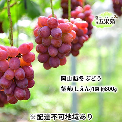 【ふるさと納税】越冬 ぶどう 紫苑 (しえん)1房 約800g 岡山県産 四代目 五果苑 果物 フルーツ 樹上完熟 平均糖度20度 風味豊か 減農薬 果汁たっぷり お届け:2025年11月下旬~2026年4月下旬