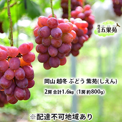 越冬 ぶどう 紫苑 (しえん)2房 合計1.6kg(1房 約800g) 岡山県産 四代目 五果苑 果物 フルーツ 樹上完熟 平均糖度20度 風味豊か 減農薬 果汁たっぷり お届け:2025年11月下旬〜2026年4月下旬