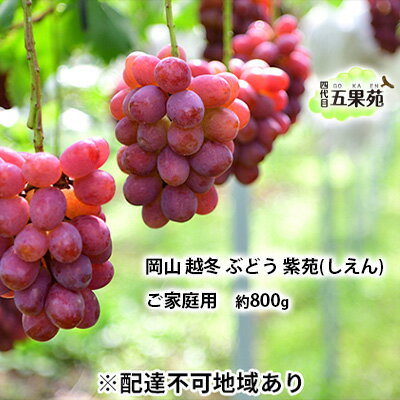 【ふるさと納税】越冬 ぶどう ご家庭用 紫苑 (しえん)約800g 岡山県産 四代目 五果苑 果物 フルーツ 樹上完熟 平均糖度20度 風味豊か 減農薬 果汁たっぷり お届け:2025年11月下旬~2026年4月下旬 【ふるさと納税】越冬 ぶどう ご家庭用 紫苑 (しえん)約800g 岡山県産 四代目 五果苑 果物 フルーツ 樹上完熟 平均糖度20度 風味豊か 減農薬 果汁たっぷり お届け:2025年11月下旬~2026年4月下旬