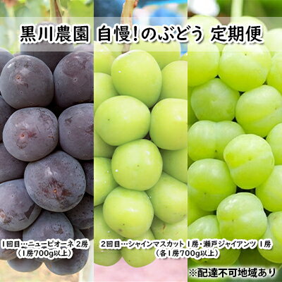 ぶどう 2025年 先行予約 定期便 2回 先行予約 黒川農園 自慢!の 大粒 大房 ニューピオーネ 2房 シャインマスカット 1房 瀬戸ジャイアンツ 1房 詰め合わせ (各1房700g以上)フルーツ 果物 ギフト お届け:2025年9月中旬〜2025年10月下旬