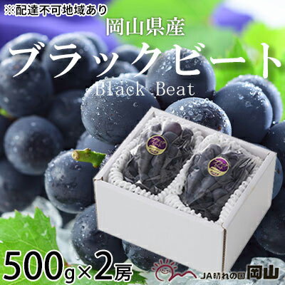 ぶどう 2024年 先行予約 ブラックビート 約500g×2房 ブドウ 葡萄 岡山県産 国産 フルーツ 果物 ギフト　【 果物 フルーツ 岡山のブドウ デザート 食べ物 国産 日本産 】　お届け：2024年8月中旬～2024年9月上旬