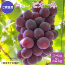 【ふるさと納税】ぶどう 2024年 先行予約 ご家庭用 ニュー ピオーネ 3～6房 約2kg ブドウ 葡萄 岡山県産 国産 フルーツ 果物 【 巨峰 美しい 外観 大粒 高糖度 種なし 皮ごと 芳醇 酸味 美味しい 絶妙 バランス 大人気 】 お届け：2024年8月下旬～2024年9月下旬