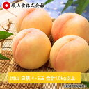 【ふるさと納税】桃 2026年 先行予約 岡山 白桃 4~5玉 合計1.0kg以上 もも モモ 岡山県産 国産 フルーツ 果物 ギフト 環山堂 お届け:2026年7月上旬~2026年8月上旬