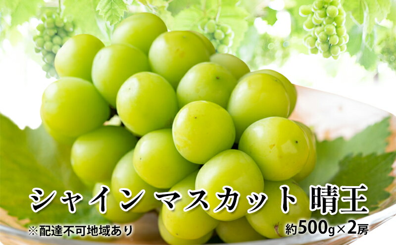 【ふるさと納税】ぶどう 2024年 先行予約 シャイン マスカット 晴王 約500g×2房 種無し ブドウ 葡萄 岡山県産 国産 フルーツ 果物 ギフト　【玉野市】　お届け：2024年8月下旬～2024年11月下旬 2