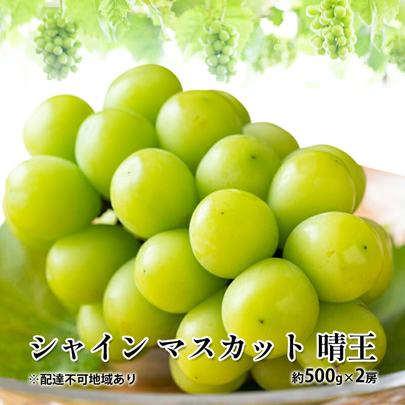 【ふるさと納税】ぶどう 2024年 先行予約 シャイン マスカット 晴王 約500g×2房 種無し ブドウ 葡萄 岡山県産 国産 フルーツ 果物 ギフト　【玉野市】　お届け：2024年8月下旬～2024年11月下旬 1